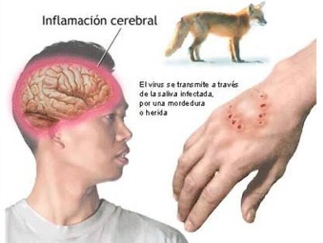 Una ciudad china sacrificará 36.000 perros para terminar con la rabia