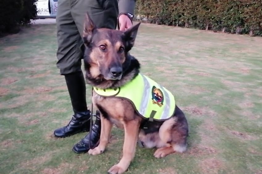 Cuco, el perro antinarcóticos que hoy es noticia en Boyacá