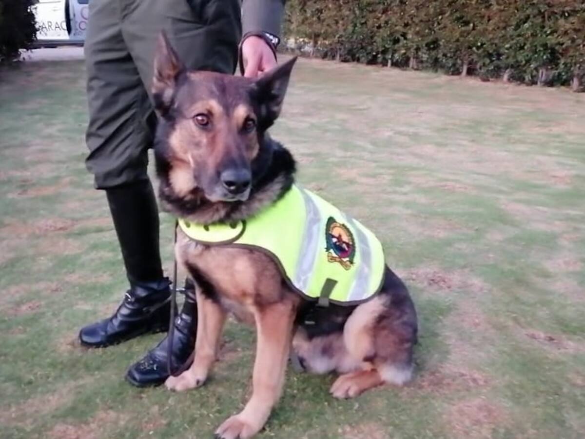 El perro antinarcóticos que hoy es noticia en Boyacá