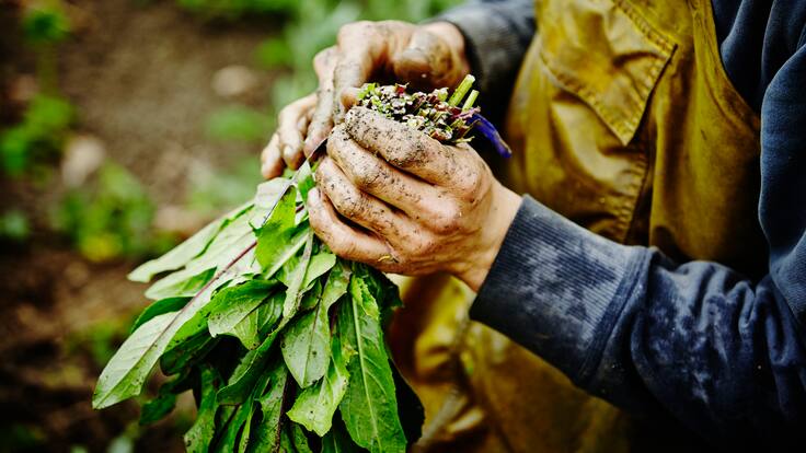 ¿Cuáles son las necesidades del campesinado en Boyacá?