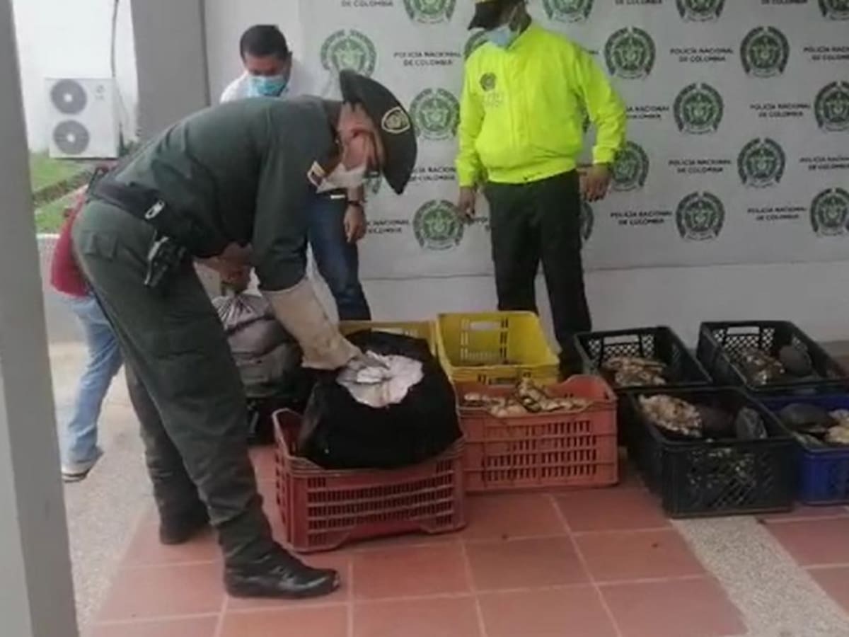 Policía salvó a 100 hicoteas que iban a ser cocinadas vivas en Magangué