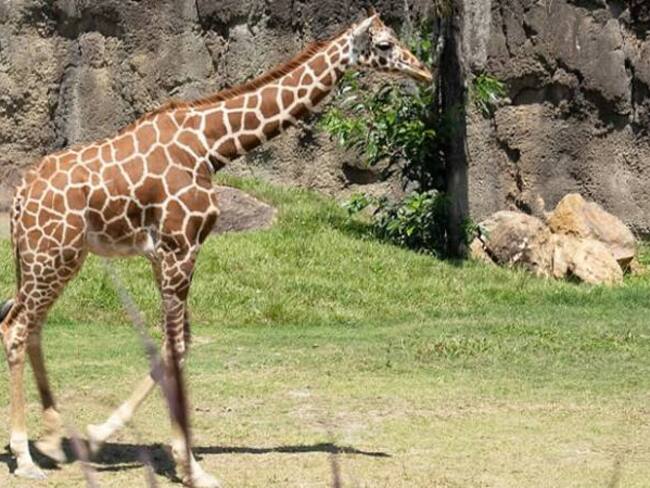 El 18 de agosto, los pereiranos podrán conocer a las jirafas de Ukumarí