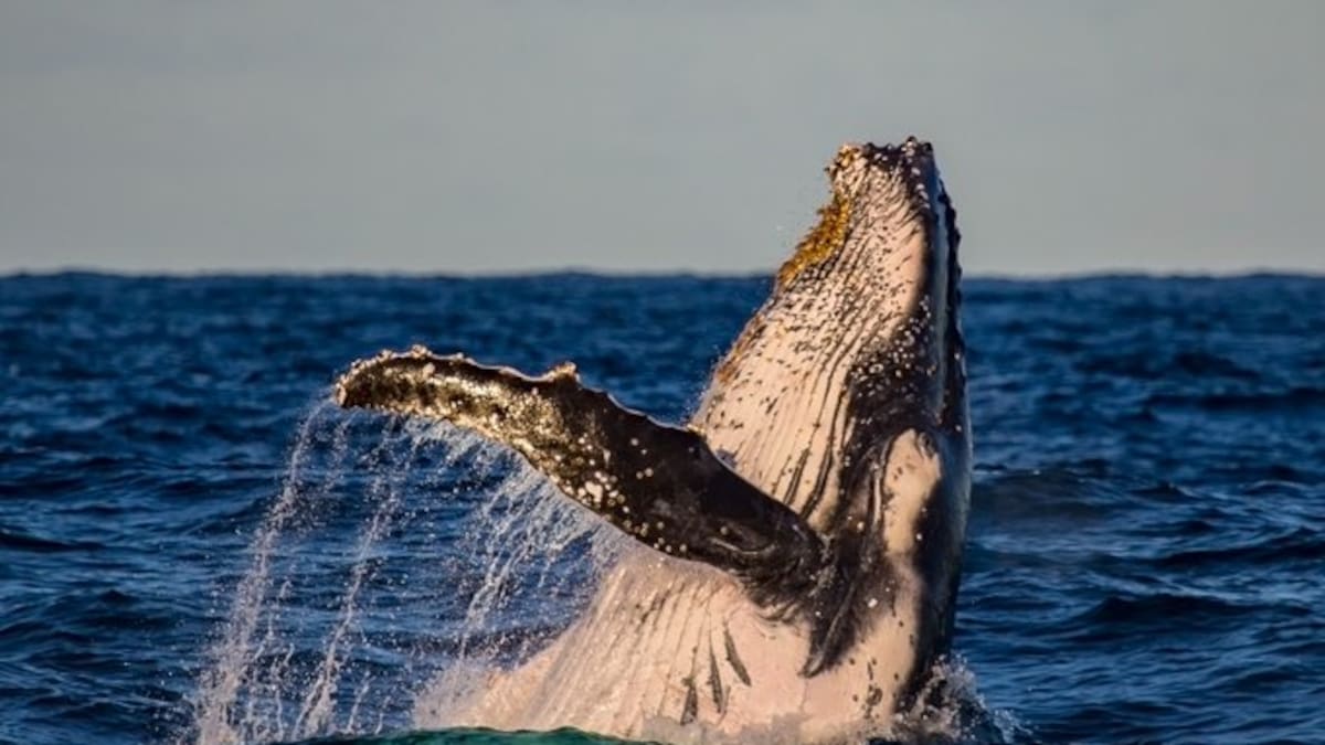 Recomendaciones para el avistamiento responsable de ballenas en el Pacífico colombiano