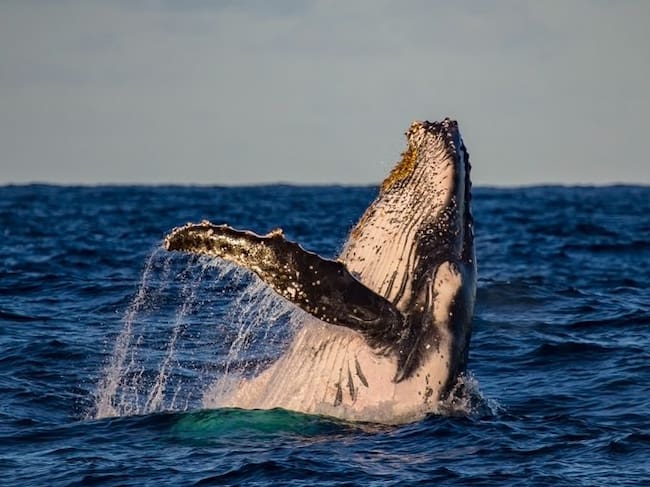 El avistamiento responsable no solo protege a una de las especies migratorias más emblemáticas del Pacífico colombiano y suramericano, sino que también contribuye al desarrollo sostenible de las comunidades que encuentran en el turismo de naturaleza una oportunidad para impulsar su economía mientras conservan su riqueza natural.