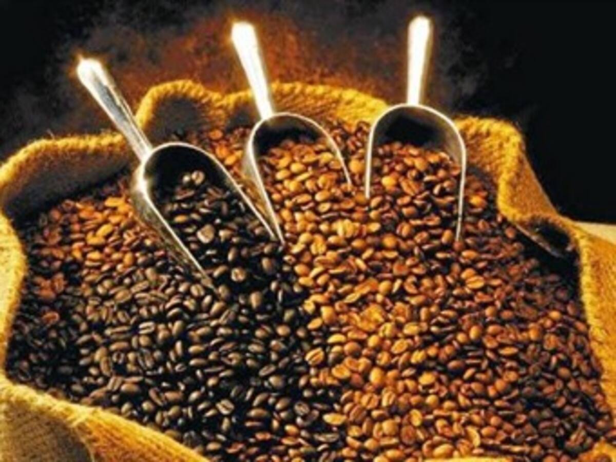 Antioquia recogerá dos millones de sacos de café