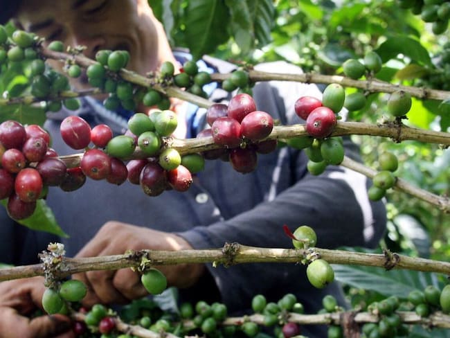 ¡Ojo! Todavía se necesitan recolectores de café en fincas de Antioquia