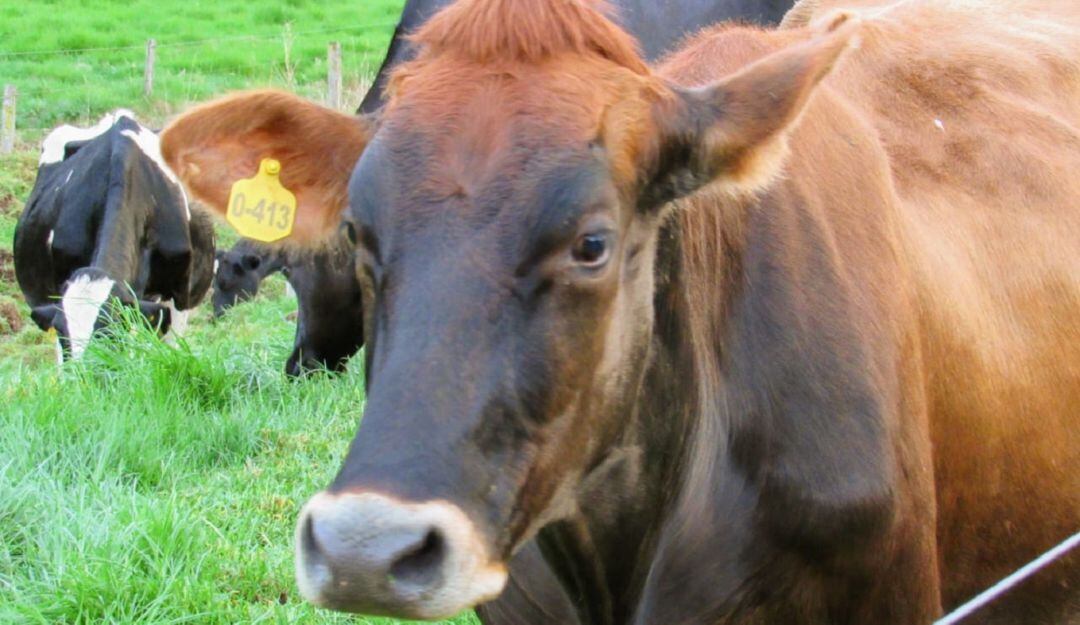 Inseminación artificial