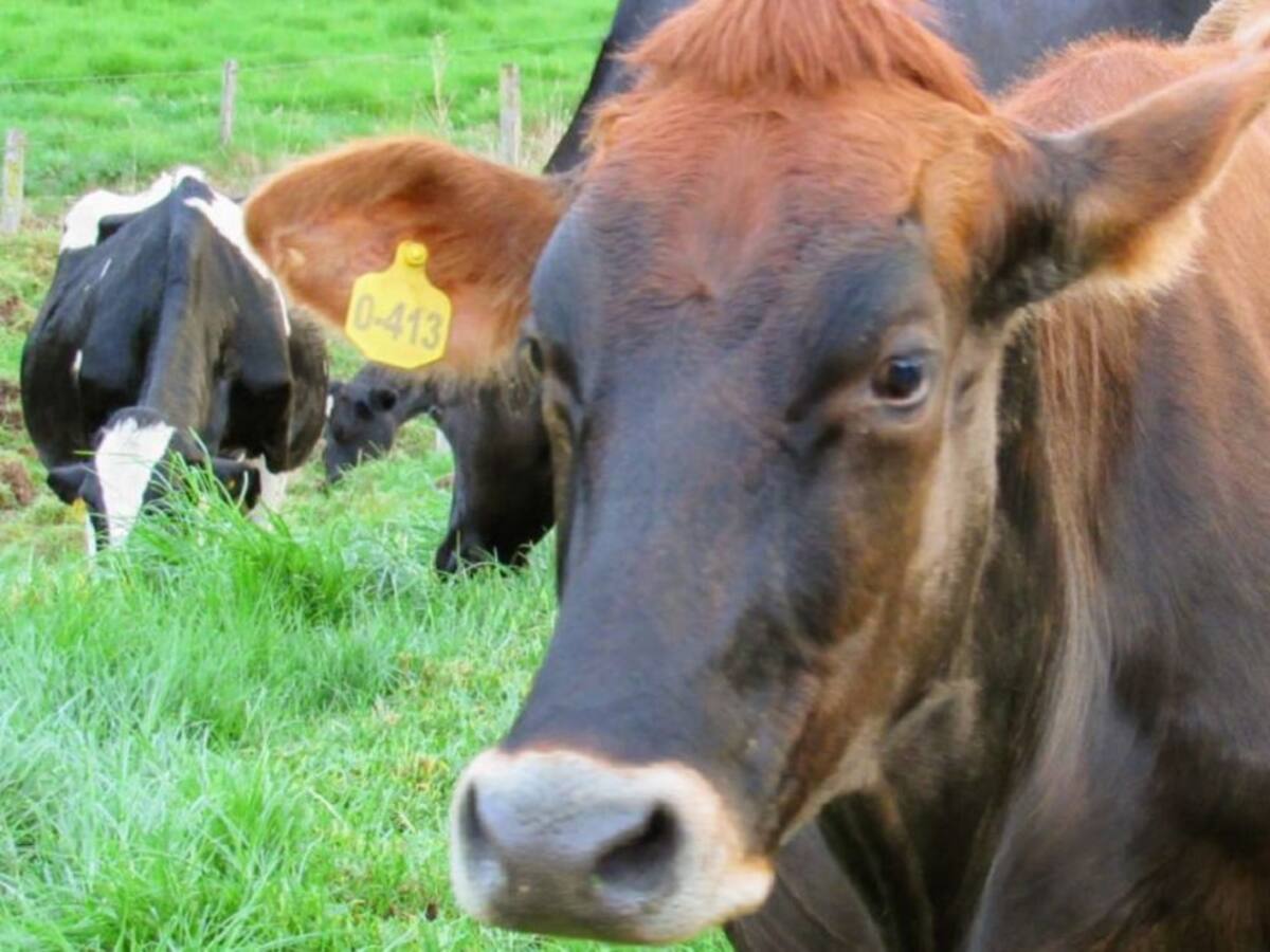 Inseminación artificial gratuita de bovinos en zona rural de Manizales
