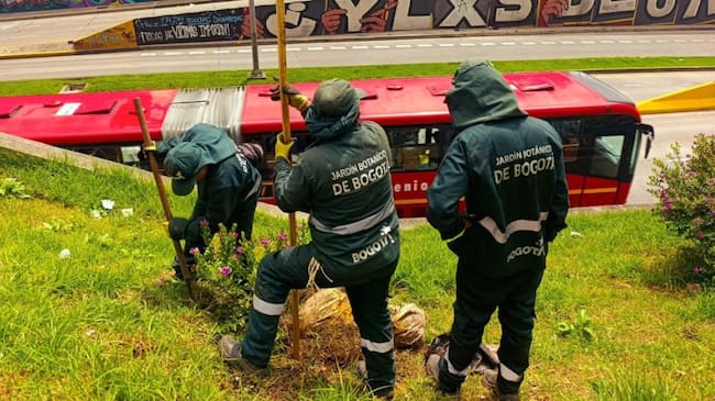 El Jardín Botánico fortalece la cobertura vegetal, la intervención busca tener un impacto en la calidad del aire y el bienestar de los habitantes de Santa Fe, Teusaquillo y Los Mártires.(Foto: cortesía Alcaldía de Bogotá)