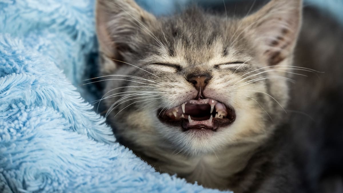¿Qué significa el ronroneo de un gato cuando está con su dueño? Aprenda a interpretarlo