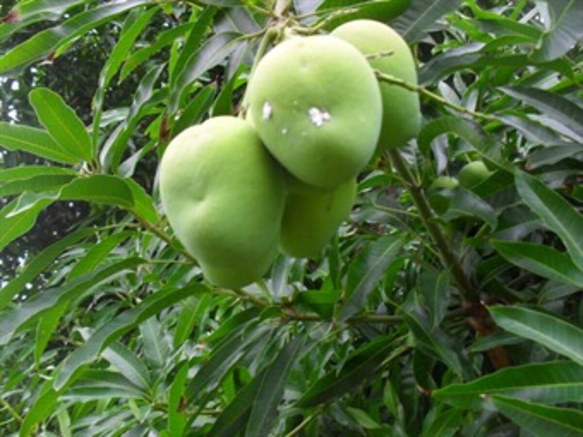 Lanzan campaña contra plaga que ataca cultivos en San Andrés