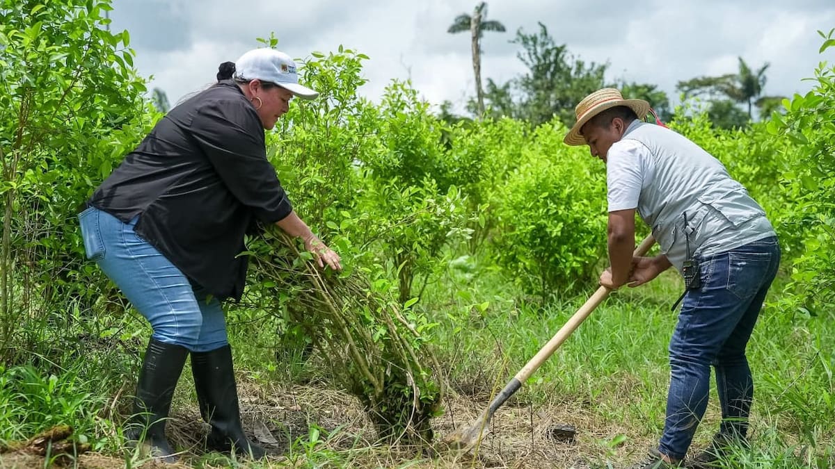 Comunidad de Inda Zabaleta-Tumaco decide erradicar voluntariamente 500 hectáreas de coca