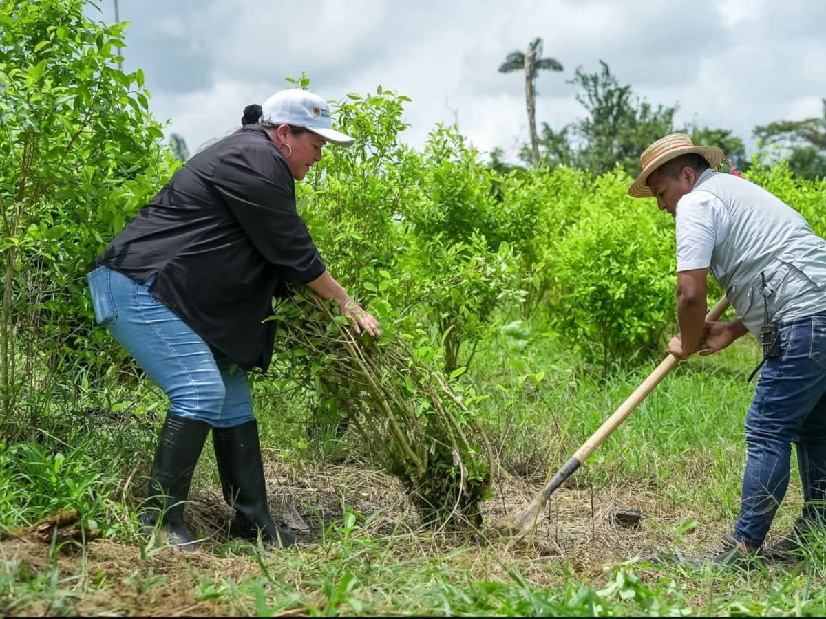 Comunidad de Inda Zabaleta-Tumaco decide erradicar voluntariamente 500 hectáreas de coca