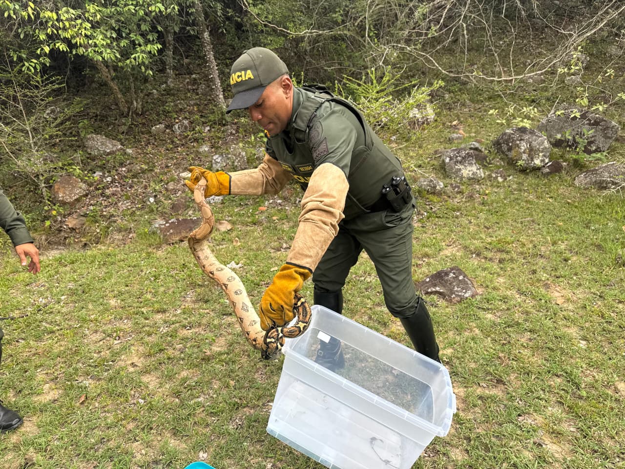 Liberada una serpiente cascabel, un boa constrictor, una zarigüeya y una tingua. Foto Relacionada