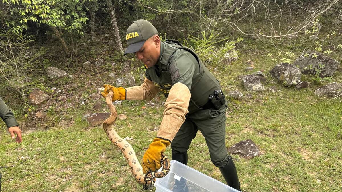 Policía y CAM devolvieron a su hábitat cuatro animales rescatados en Neiva