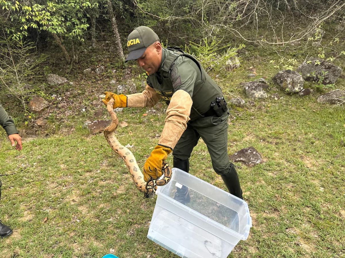 Policía y CAM devolvieron a su hábitat cuatro animales rescatados en Neiva
