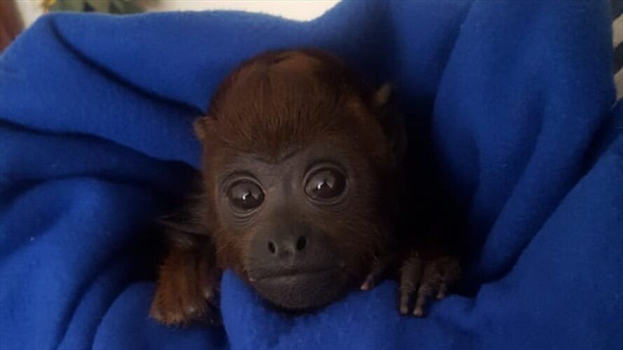 Mono aullador. Foto: Secretaría de Ambiente de Bogotá