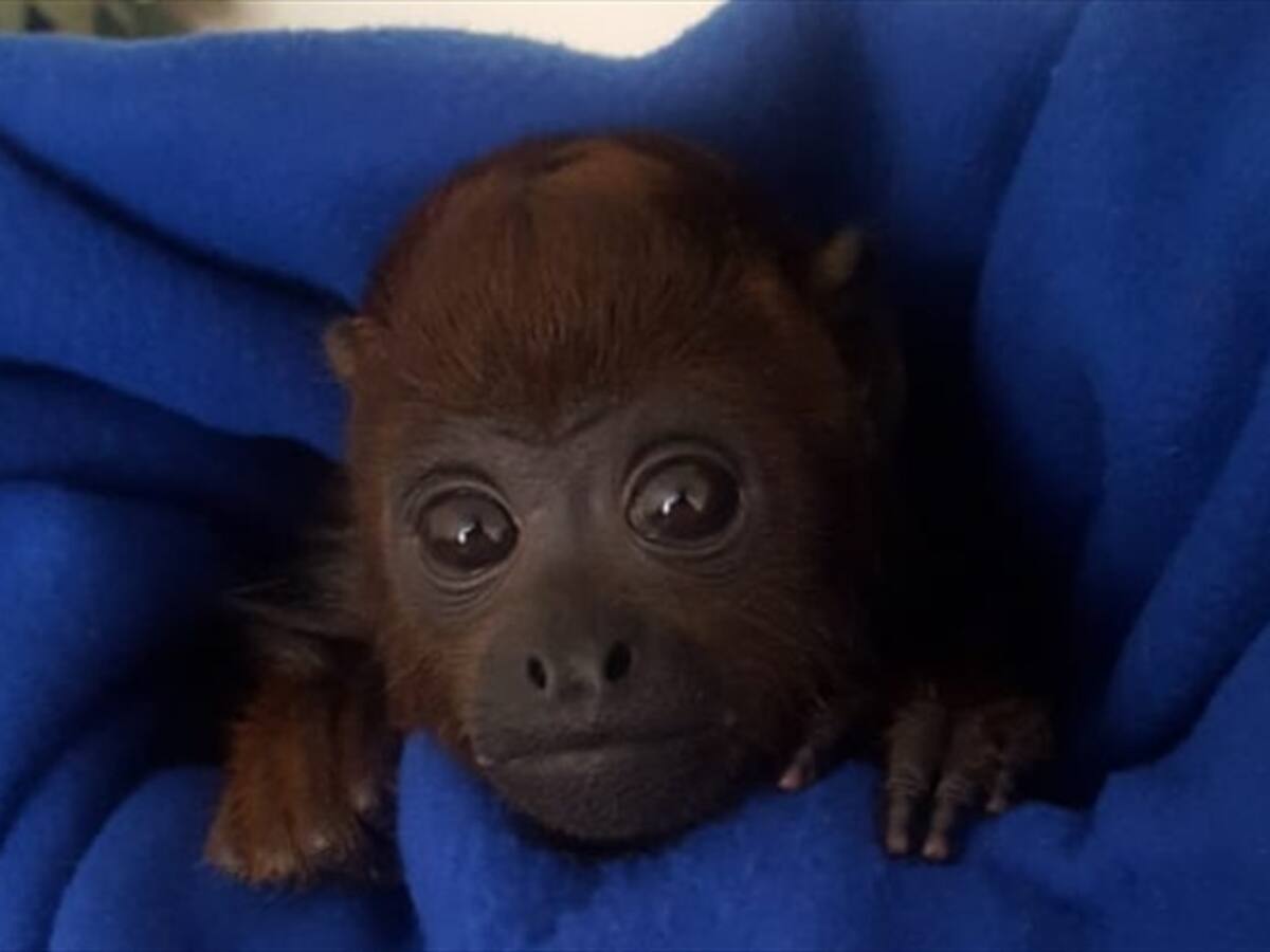 Rescatado mono aullador cachorro que fue abandonado en la basura