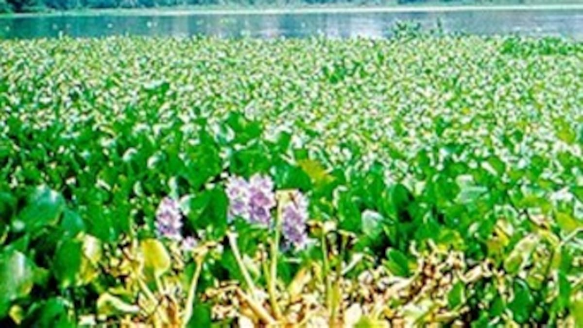 Ecosistemas colombianos afectados por 42 plantas