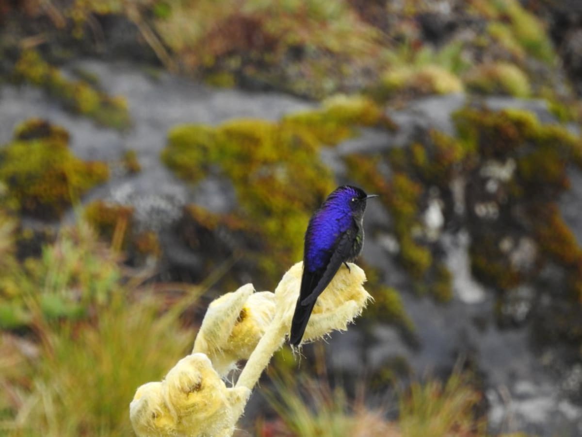Los colibríes de los páramos son fundamentales para la vida de los frailejones, ya que los polinizan cada vez que se alimentan del néctar de sus flores. El colibrí pico espina tiene una alta presencia en el páramo del Almorzadero.