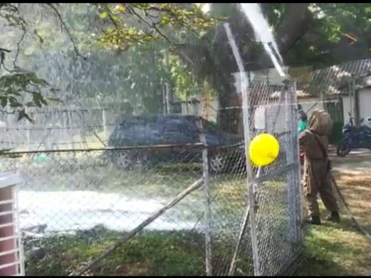 Ataque por abejas deja 50 personas lesionadas