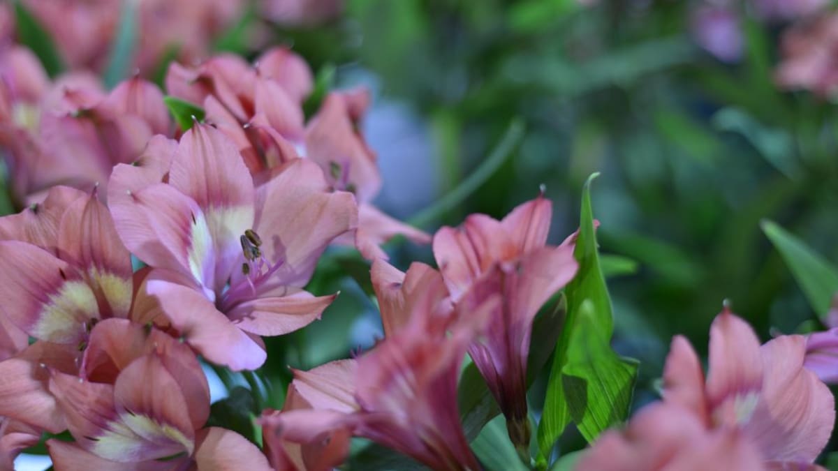 Flores colombianas esperan ser protagonistas en San Valentín