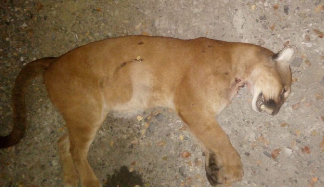 Hallan puma muerto en Belalcázar