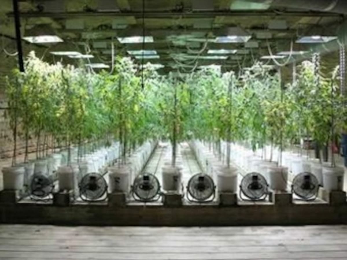 Uruguay, Holanda, Colorado y Washington reabren debate sobre marihuana