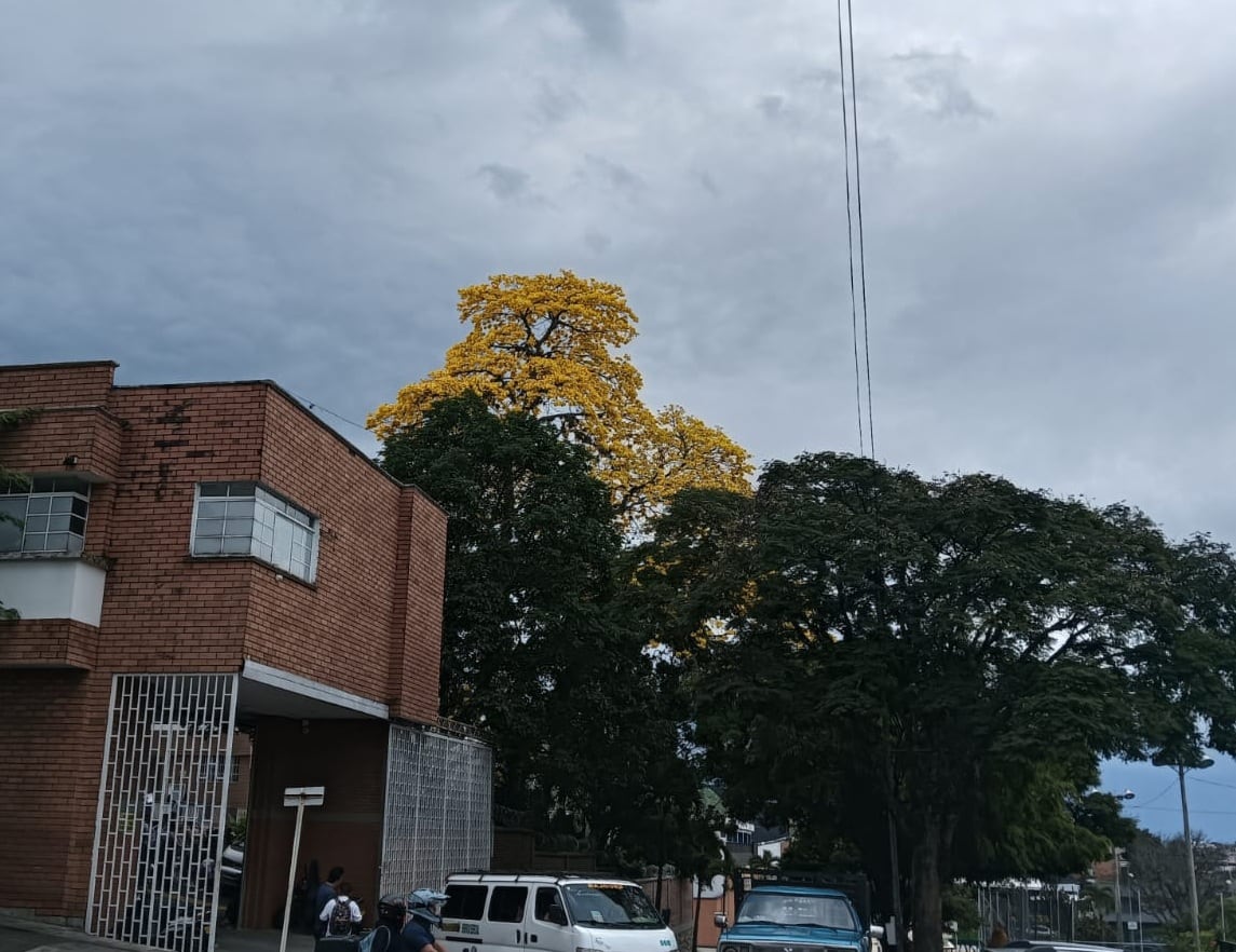 El hermoso guayacán florecido en el centro de Armenia, Colegio Bethlemitas. Foto: Adrián Trejos