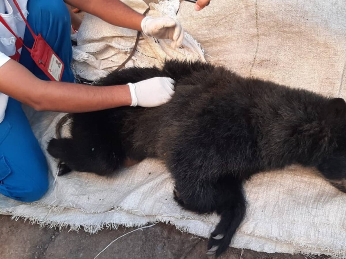 Ofrecen recompensa para encontrar a los asesinos de una osa en el Cauca