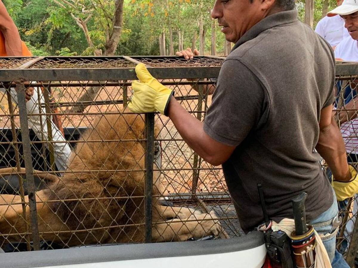 A 'Júpiter' cuando llegó a Córdoba se le iba a aplicar la eutanasia