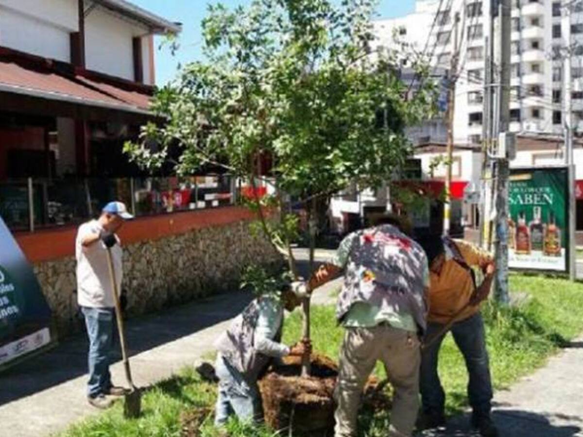 Avanza la siembra de árboles en Pereira