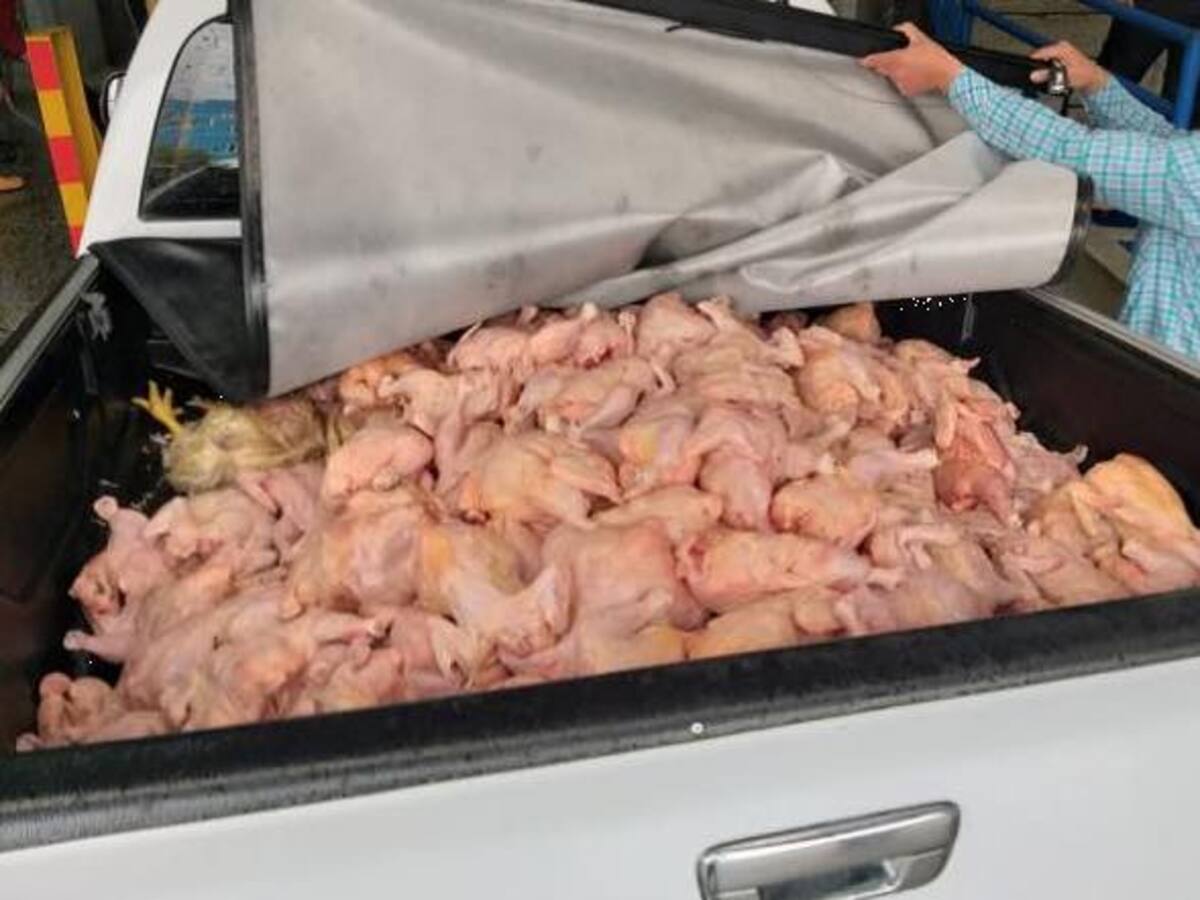 En Dosquebradas decomisaron más de mil kilos de pollo en malas condiciones de conservación