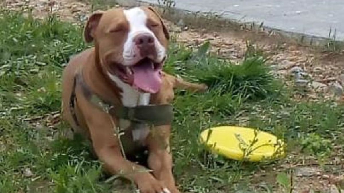 A la cárcel irá hombre que agredió brutalmente a un perro en Manizales