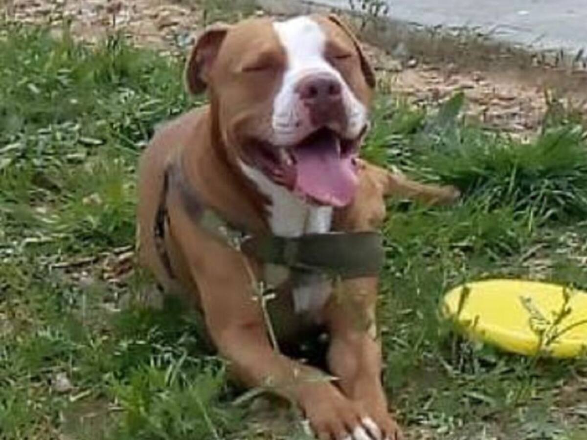 A la cárcel irá hombre que agredió brutalmente a un perro en Manizales