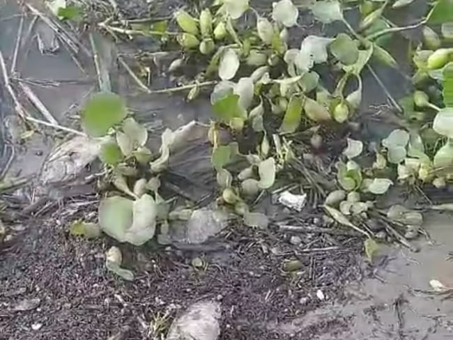 desplazado a otras zonas del Huila para recolectar café. Foto Leonardo Piedrahita.