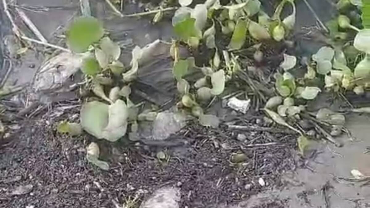 Crisis de los pescadores artesanales en Puerto Seco, Huila