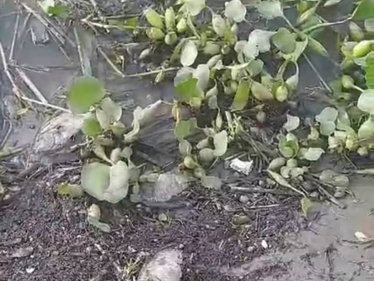 Crisis de los pescadores artesanales en Puerto Seco, Huila