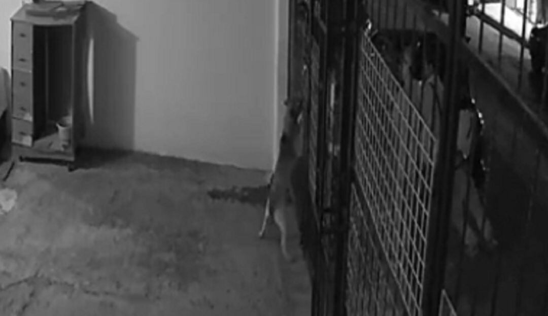 Piden justicia por Leia, perrita a la que le disparó un vecino