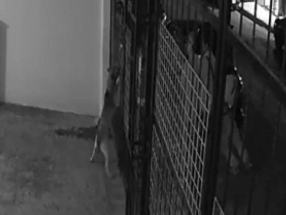 Piden justicia por Leia, perrita a la que le disparó un vecino