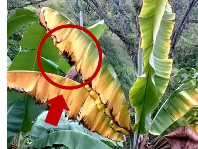 Cómo hacer frente al hongo que destruye los cultivos de plátano y banano