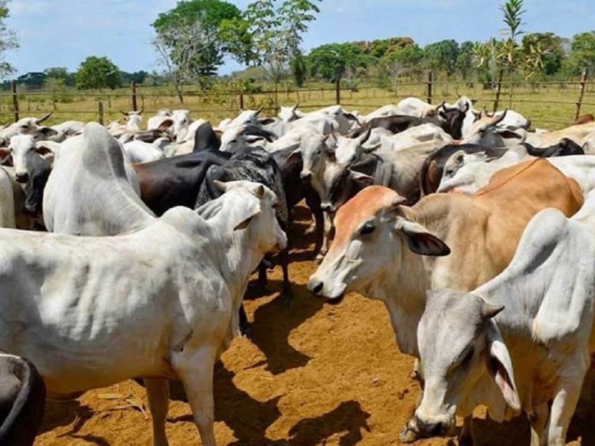 Refuerzan medidas fitosanitarias en la frontera