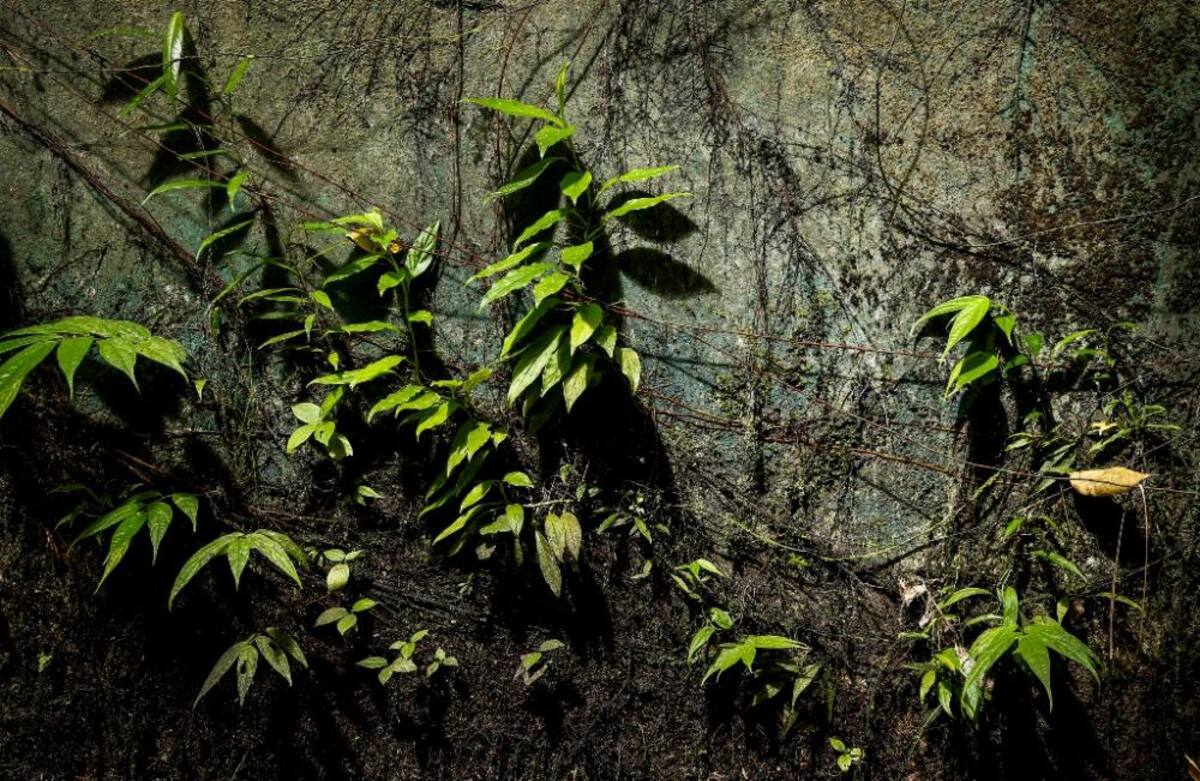La naturaleza reclama su territorio y se instala en las ruinas de lo que alguna vez fue un temido lugar de reclusión en el Pacífico colombiano.