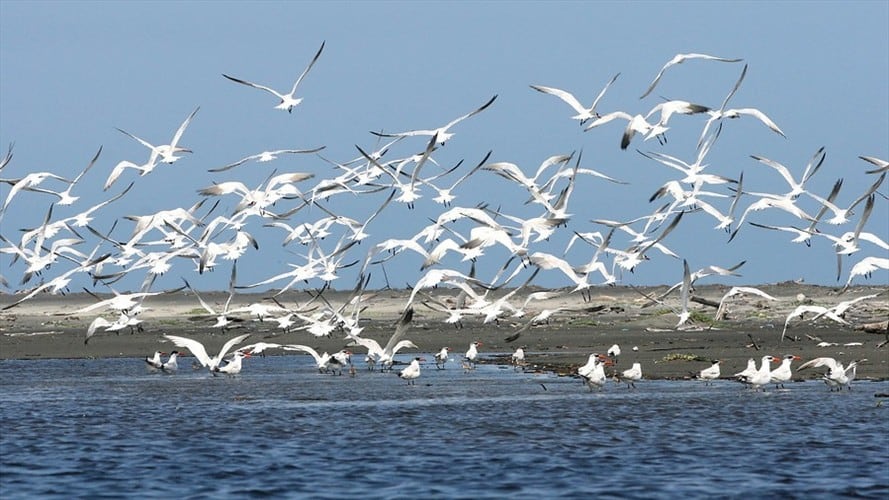 Se presentó una modificación de las condiciones del suelo natural del área y también se realizó la remoción de cobertura vegetal de la Ciénaga Grande de Santa Marta. Foto: Colprensa