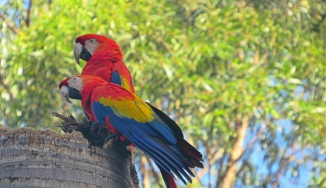 Museo vivo y centro de investigación científica.