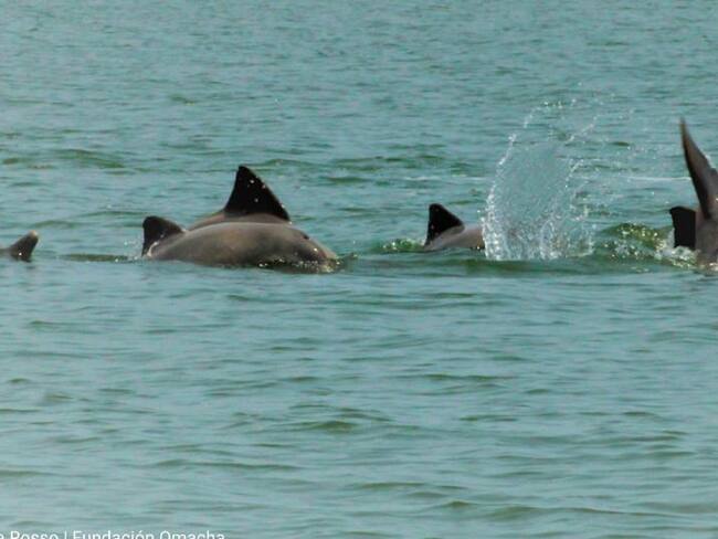 Alerta en la Amazonía por la muerte de 120 delfines