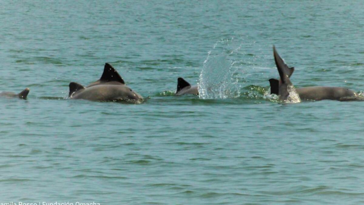 Alerta en la Amazonía por la muerte de 120 delfines