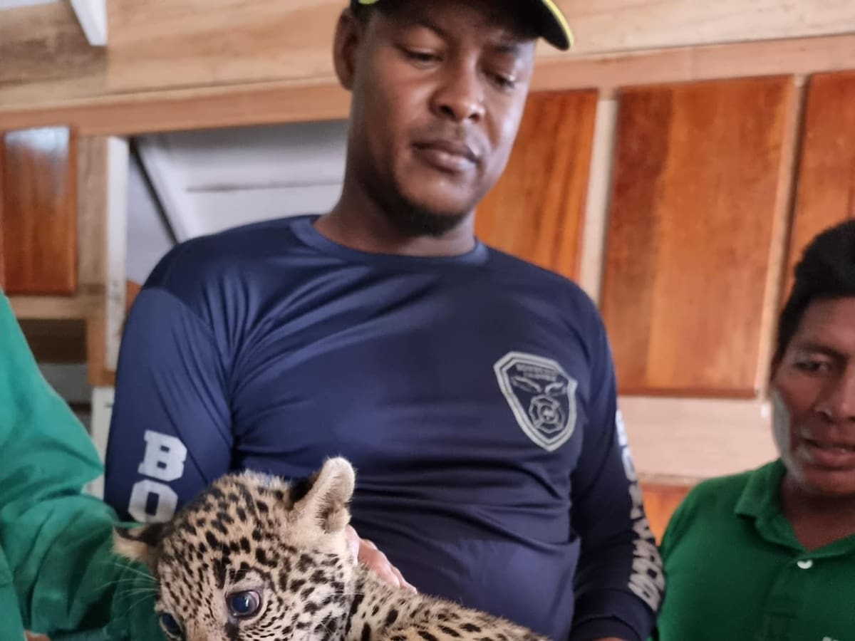 Video: Cachorro de jaguar fue rescatado y retornado a su hábitat en Antioquia