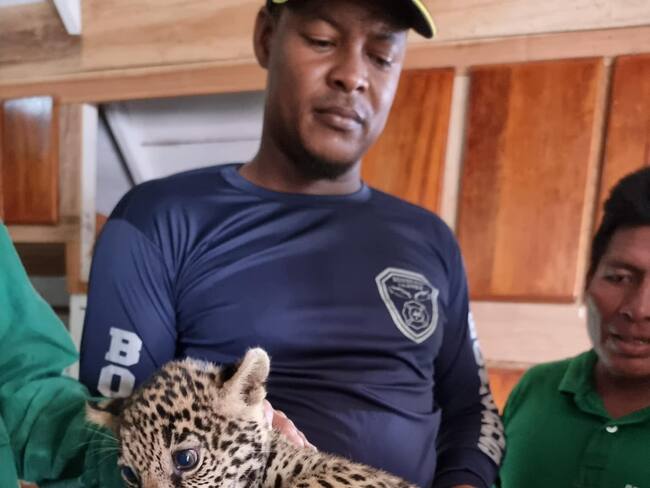 Bomberos de Murndó retornaron a su hábitat natural a cachorro de jaguar