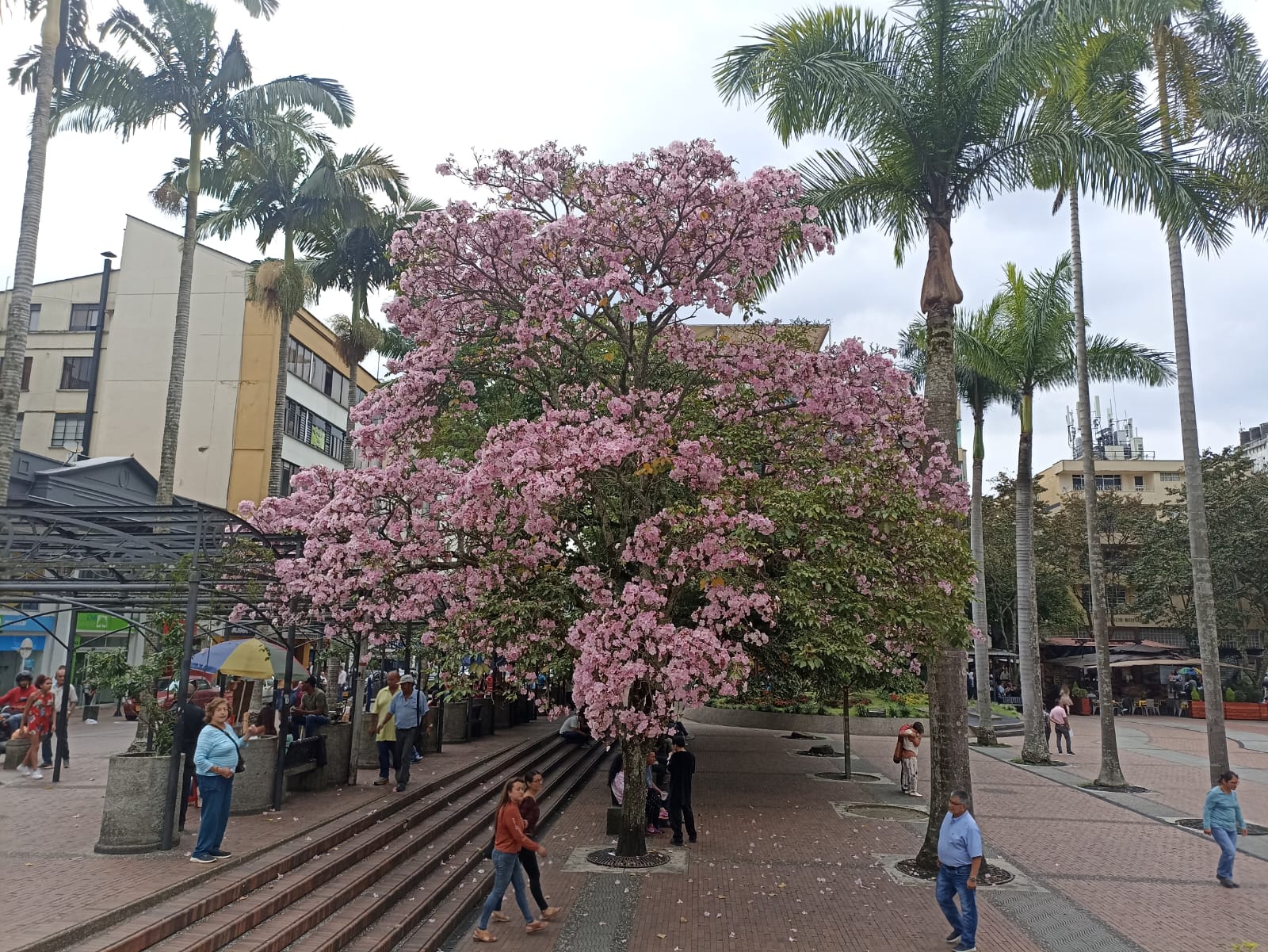 Hermoso guayacán florecido en la plaza de Bolívar de Armenia